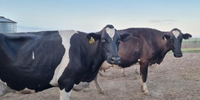 Argentina podría tener su propia vacuna para prevenir la mastitis bovina, una patología que causa importantes pérdidas en el sector lechero