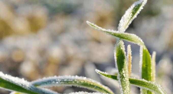 Alerta trigo y cebada. Se vienen heladas agronómicas en el sur de la zona pampeana argentina