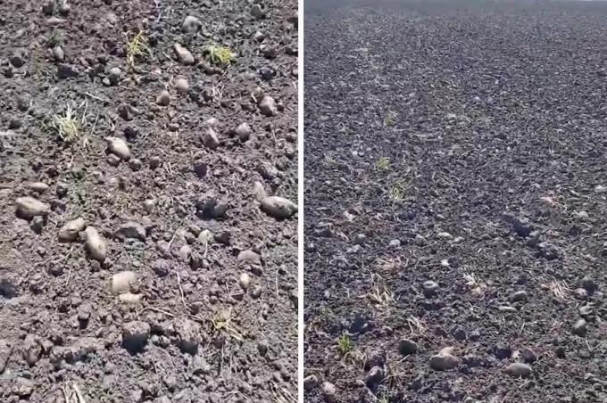 Es realmente muy triste se desplomó el precio de la papa y los productores dejaron que se pudra en el campo