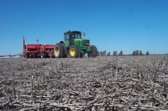 El girasol avanza sobre el sur agrícola ya se sembró más del 50% del área proyectada, pero las lluvias frenan el ritmo