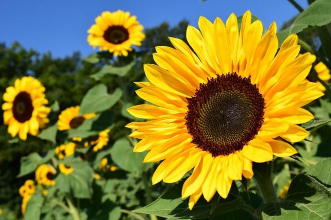 El girasol entrerriano avanza firme: 92% de los lotes con condición entre buena y muy buena