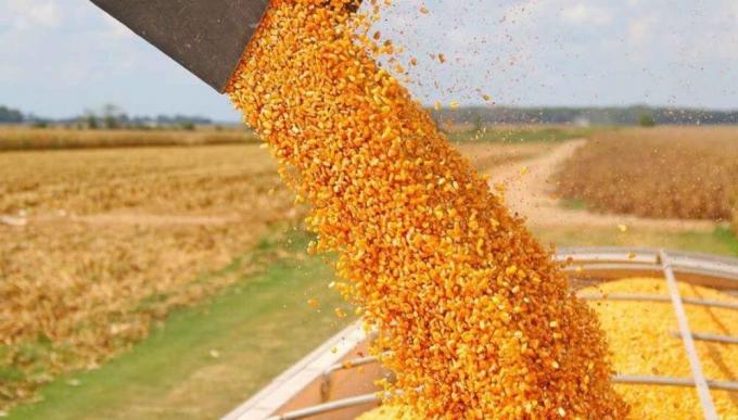 ¿A dónde va el maíz argentino? Asia concentra la mitad de las exportaciones y empuja la demanda mundial de carnes