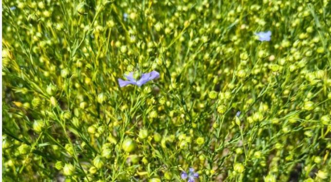 Entre Ríos la producción de lino crecería un 22% en la campaña 2025/26 por mejores rindes y buena implantación