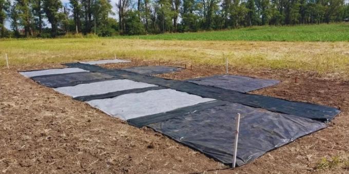 Lo que mata es el calor. En INTA evalúan el uso de “parches plásticos” que reducen hasta 50% la aparición de malezas