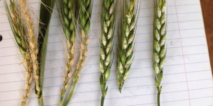 Tras el calor, vuelve el frío: se espera una nueva irrupción polar con riesgo de heladas en la zona pampeana