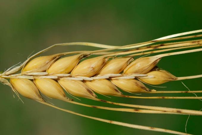 Heladas tardías ponen en alerta a la cebada, pero se mantiene la proyección de una buena campaña