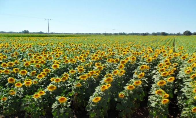 La siembra de girasol 2025/26 alcanza el 63% del área prevista y muestra un estado óptimo en la mayor parte del país