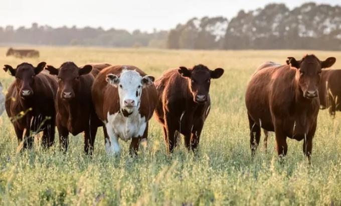 Investigación el inesperado resultado que arrojó el uso del aserrín para alimentar a las vacas