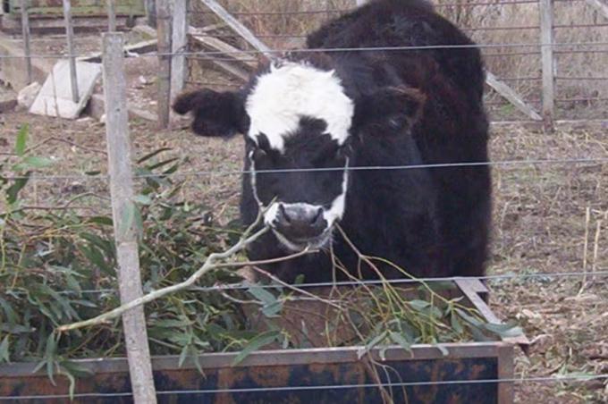 Para emergencias cómo las ramas de eucaliptus pueden salvar un mal momento con las vacas