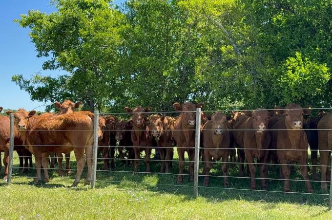 Es un antes y un después apoyos y reparos a la obligación de hacer la identificación ganadera electrónica