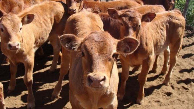 Destete precoz y mejor nutrición claves para la eficiencia reproductiva en la ganadería mesopotámica