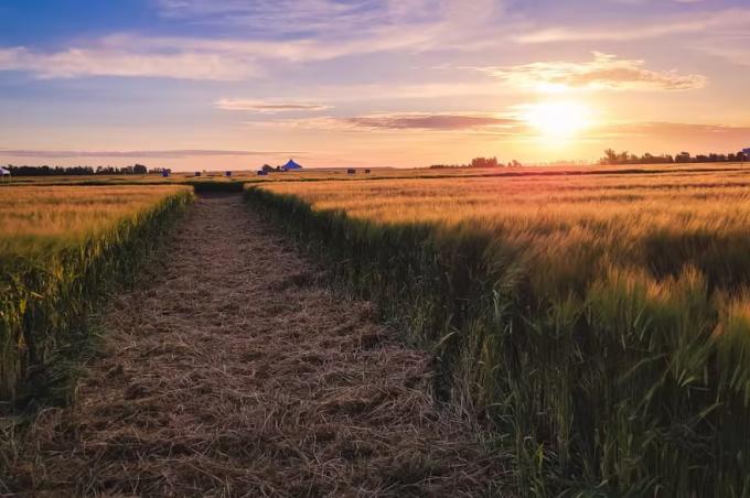Perspectiva positiva la Argentina ya exporta por US$450 millones de un complejo de fuerte interés mundial
