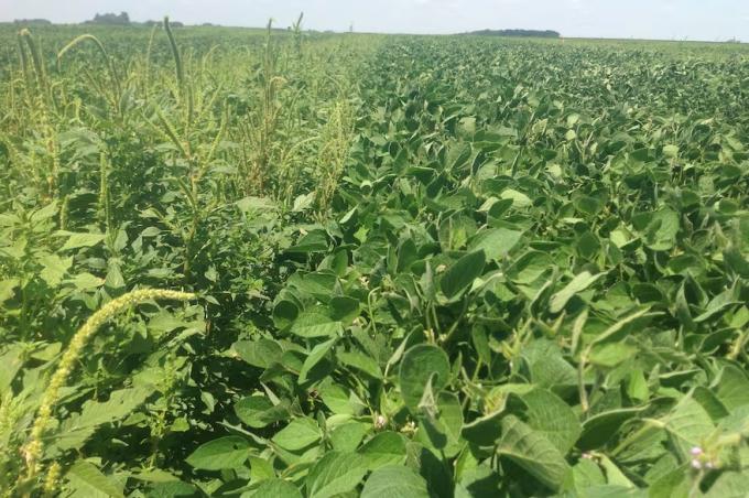 Mucho antes alertan por una presencia más temprana de malezas y recomiendan tener una estrategia