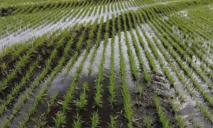 La siembra de arroz en Entre Ríos llega al 94% pero persisten nacimientos desparejos y riesgo de resembras