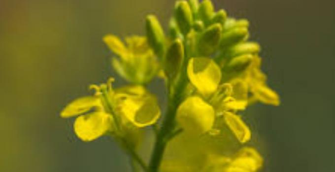 Brassicáceas en Entre Ríos la producción crecería 87% en 2025/26 y marca récord de superficie