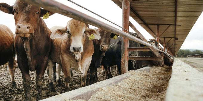 La ganadería argentina invertirá más de US$ 20.300 millones en 2025: cuánto se destinará a cada rubro