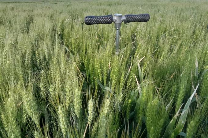 Transformación productiva sorpresa con un cultivo en dos zonas extremas del país