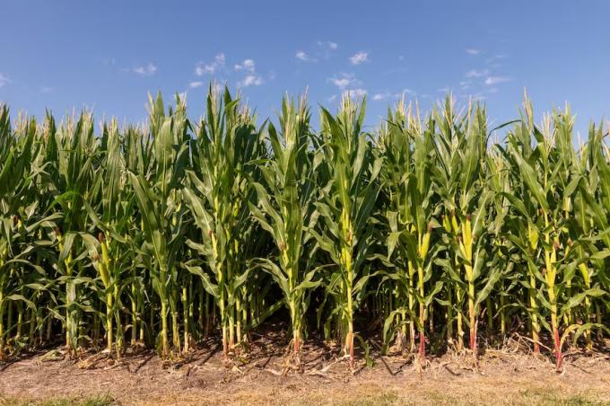 Escenario cómo viene el negocio para la campaña de granos gruesos 2025/26