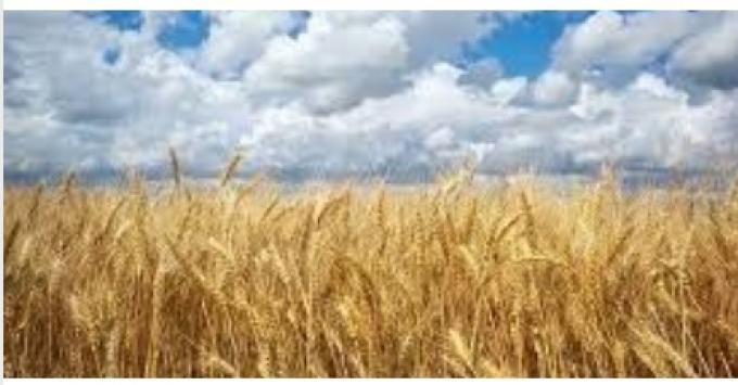 Atrasos críticos en la siembra de soja 1 millón de hectáreas pendientes y la ventana óptima a punto de cerrarse