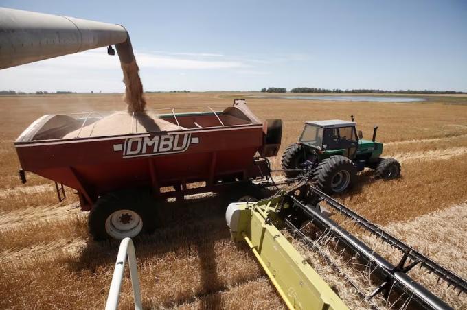 Nunca visto se cosecharán 25,5 millones de toneladas de trigo y llegará un 21% más de dólares: US$3572 millones