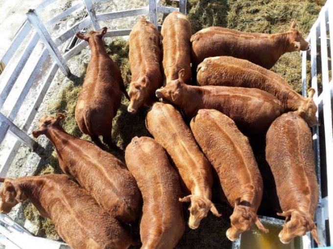 PROLIAR dió a conocer la más completa caracterización del rodeo Limangus: cinco años de mediciones que consolidan el potencial productivo de la raza