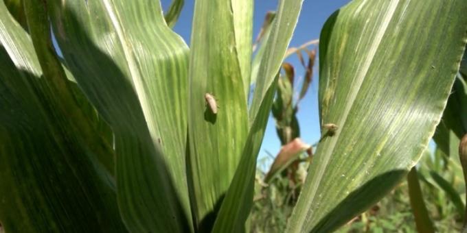 El maíz temprano superó la prueba de fuego. Confirman que el 90% del cultivo ya está a salvo de la chicharrita, pero lanzan advertencias para Corrientes y el norte
