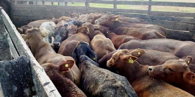 Ya son más de 500 los productores que firmaron un petitorio para que la caravana electrónica no sea obligatoria sino optativa