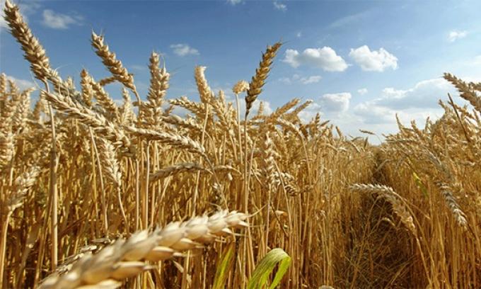 Trigo 2025/26 rompe todos los récords rindes históricos, logística saturada y precios en mínimos de ocho años