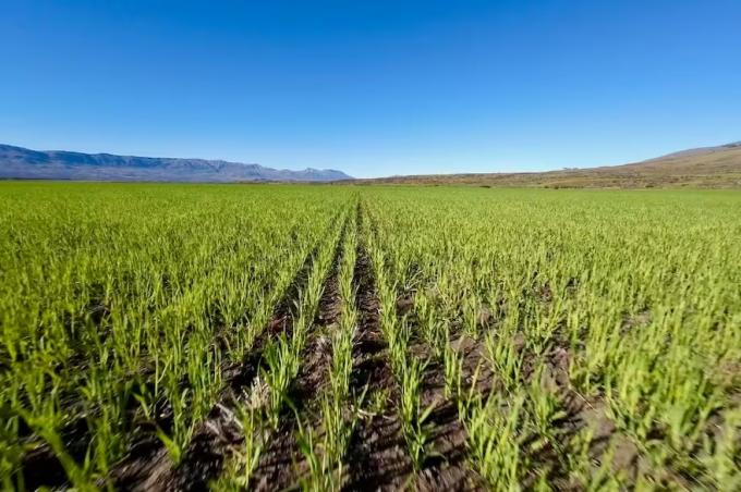 El más austral del mundo: lograron, con éxito, producir trigo cerca del glaciar Perito Moreno