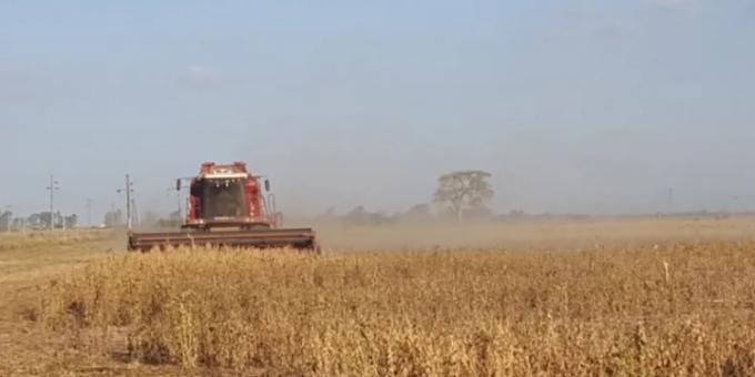 Comercialización agrícola. Falta ponerle precio al 25% de la cosecha argentina de soja 2024/25
