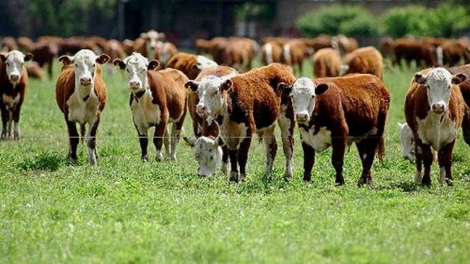Situación dispar la ganadería cierra un gran año de precios, pero con la preocupación porque hay menos vacas