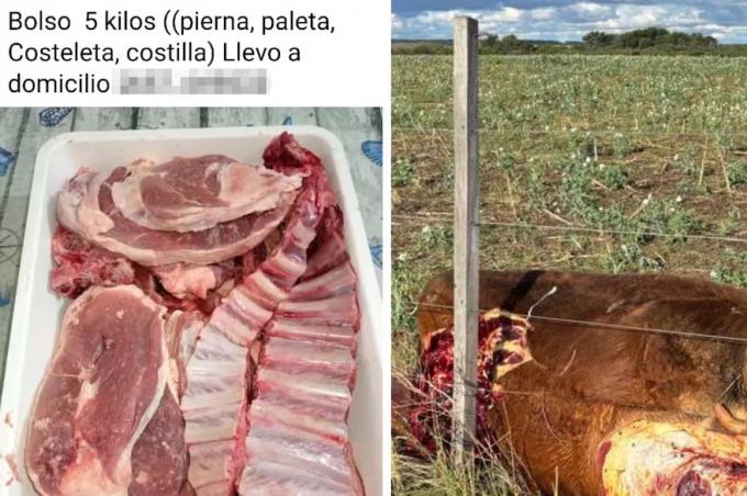 Polémica en San Luis: productores denuncian ataques a los campos y “delivery de carne robada”