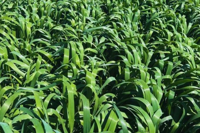 El Inta desarrolló una avena de mayor producción, sanidad y ciclo extendido