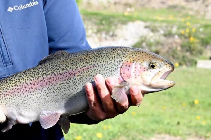 Abre paso al salmón. Tierra del Fuego aprobó una nueva ley de acuicultura y proyectan inversiones por hasta US$600 millones