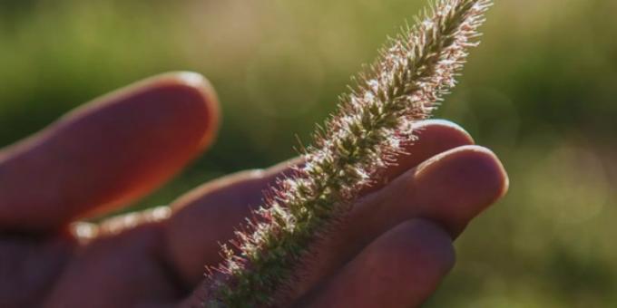 Qué es el buffel Grass. En San Luis, el INTA analiza la implementación de este cultivo forrajeo como una alternativa para recuperar zonas degradadas