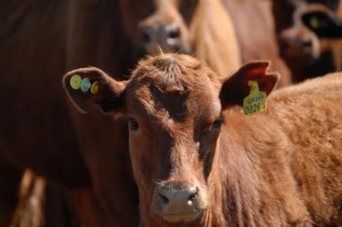 Habrá guerra de precios empieza la trazabilidad bovina obligatoria con fuerte competencia de proveedores y flexibilidad