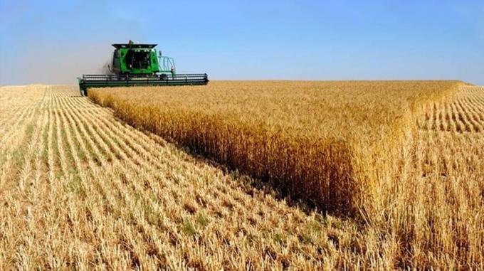 Trigo 2025/26 la campaña arranca con exportaciones récord y embarques históricos en diciembre