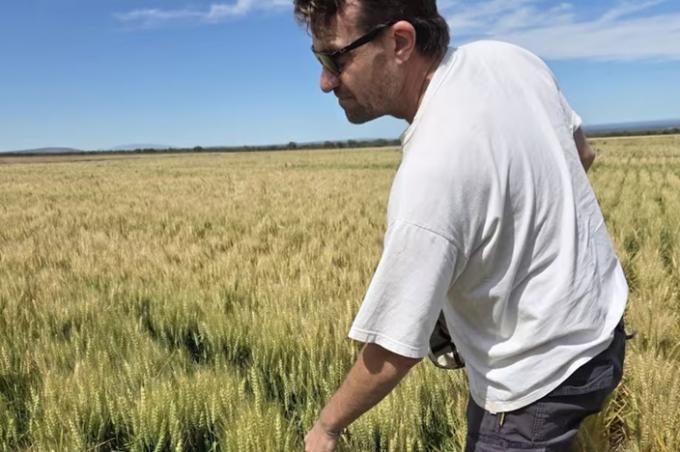 Extraordinario lograron un rinde inédito de trigo para una región semiárida