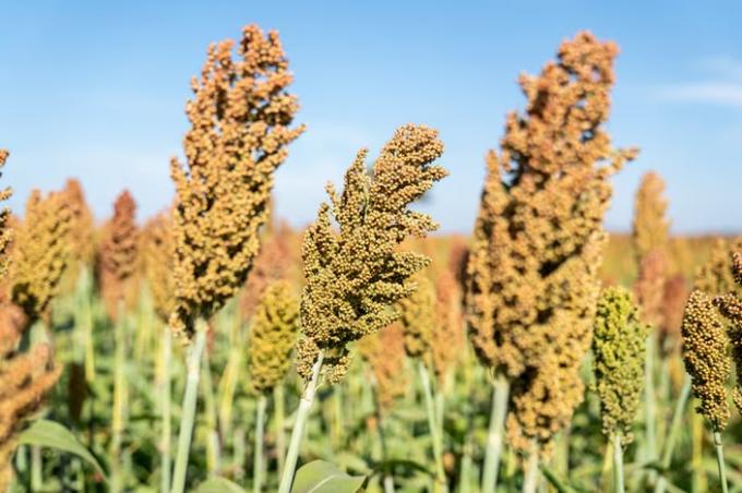 Sorpresa un cultivo argentino con un nuevo uso le ganó una batalla a Estados Unidos en China