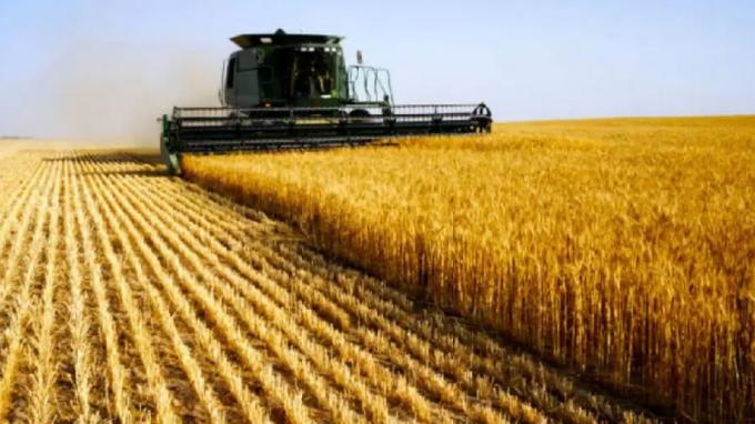 La cosecha de trigo entra en su etapa final y eleva la producción nacional a 27,8 millones de toneladas