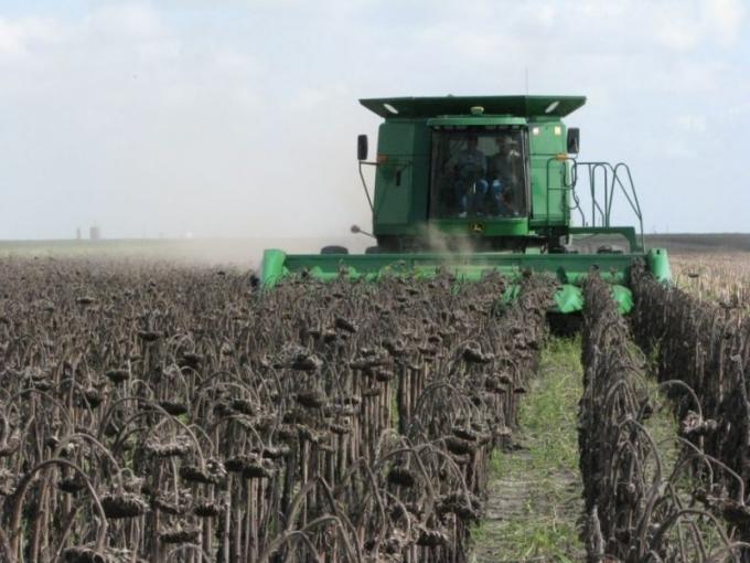 Avanza lentamente la cosecha de girasol rindes destacados en el NEA y alerta por falta de lluvias en el sur