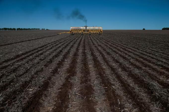 Con precios sostenidos, la soja recupera superficie de cultivo