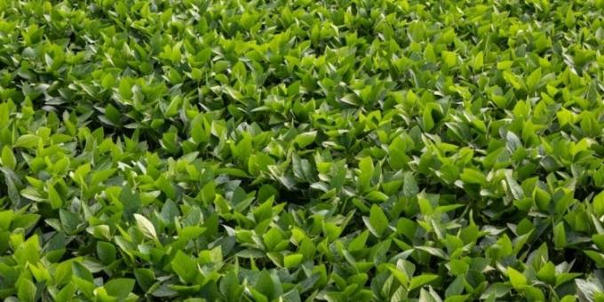 Adiós a la moratoria de la soja en Brasil Ya no se aplicarán criterios discriminatorios al momento de originar poroto