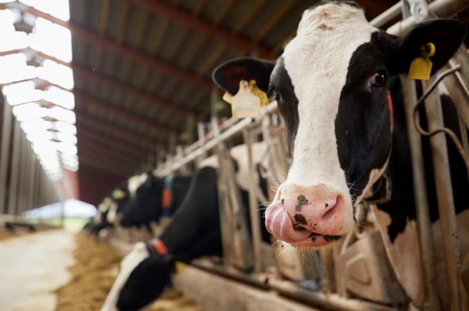 El dato sobre las vacas lecheras que sorprendió a los expertos y qué pasa con los tambos