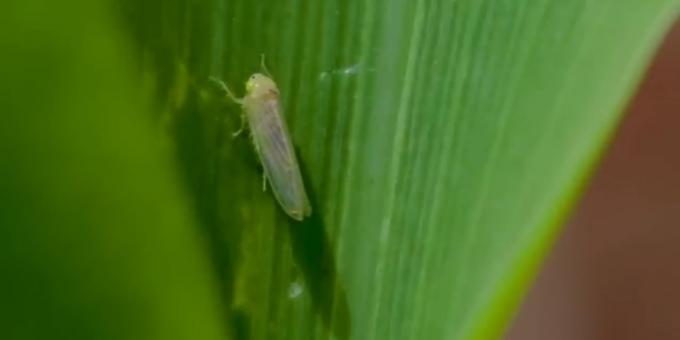 La chicharrita partida al medio. Mientras en la zona central del país no se registra la plaga, los expertos recomiendan extremar los monitoreos en NOA y NEA