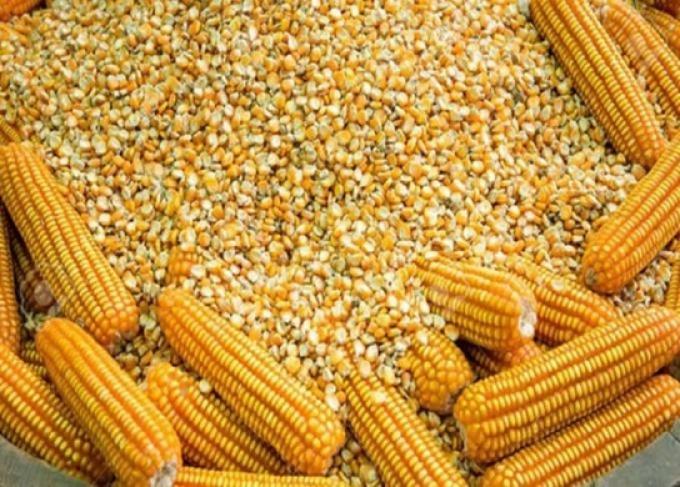 Lluvias decisivas para el maíz temprano la ola de calor afectó al 20 % de los lotes y crece la expectativa climática en la región núcleo