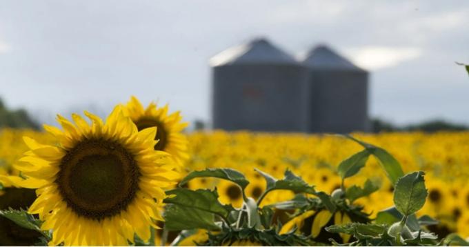 Comenzó la cosecha de girasol: avanza al 11,1 % y muestra rindes por encima del promedio, pero preocupa la falta de lluvias