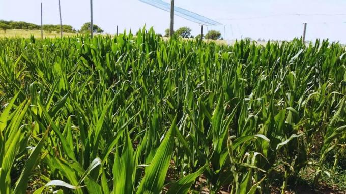 La siembra de maíz alcanza el 89,1 % del área nacional, con demoras interanuales y alertas por falta de lluvias