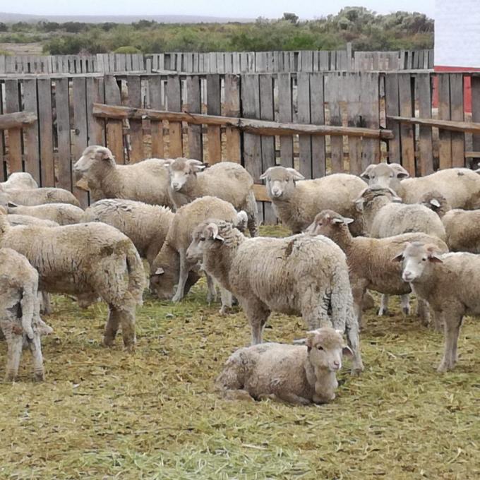 La oveja de refugo abre un nuevo nicho de exportación en Entre Ríos