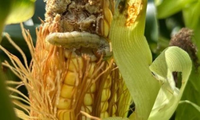 Salió el REM de Aapresid y muestra el quiebre de resistencia de la última línea de defensa biotecnológica del maíz